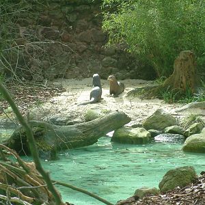 Outside Giant Otter Enclosure