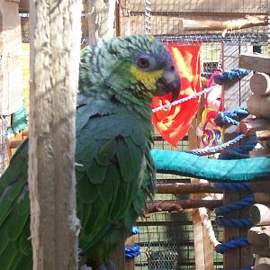 Isle of Kerrera Parrot sanctuary