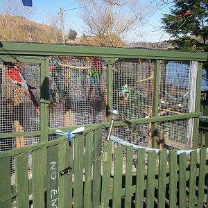 Isle of Kerrera Parrot sanctuary