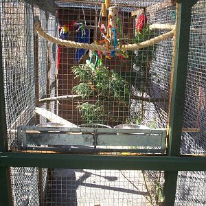 Isle of Kerrera Parrot sanctuary