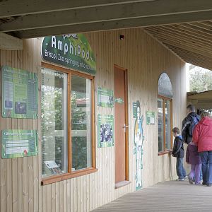The Amphipod: amphibian breeding display