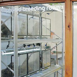 The Amphipod: golden mantella section