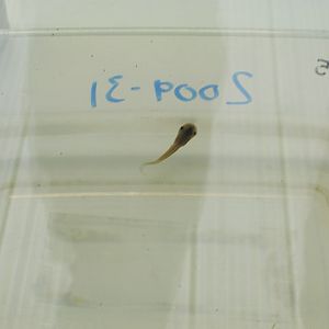 The Amphipod: lemur leaf frog tadpole