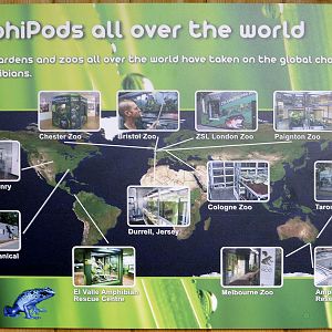 The Amphipod: world wide amphibian projects sign