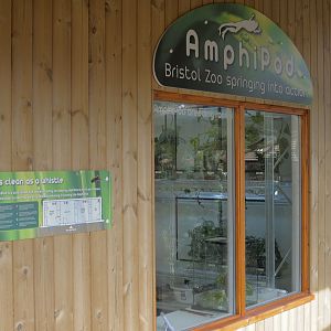 The Amphipod: lemur leaf frog section