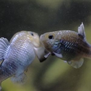Potosi pupfish