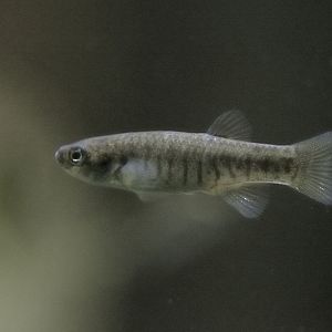 Arabian killifish