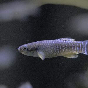 Arabian killifish