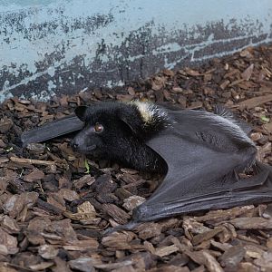 Livingstones fruit bat