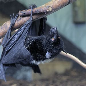 Livingstones fruit bat