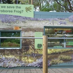 The Coroborree Frog breeding area and exhibit at Taronga Zoo