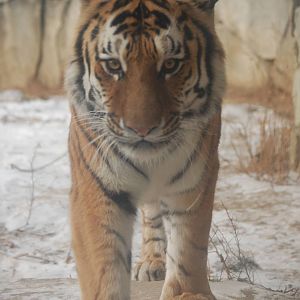 Foli - Amur Tiger (Jan 2010)