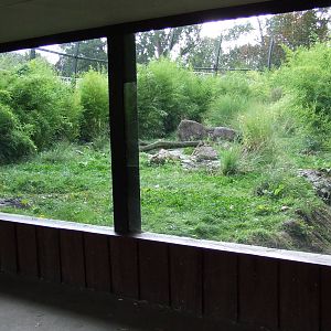 Sumatran Tiger exhibit