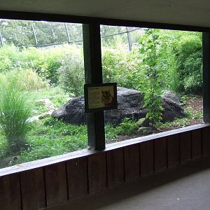 Sumatran Tiger exhibit