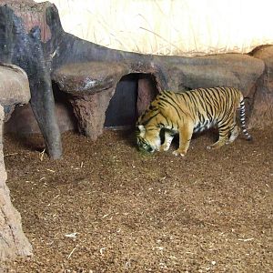 Sumatran Tiger indoor exhibit