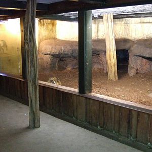 Sumatran Tiger indoor exhibit