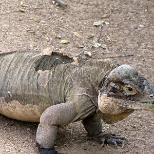 Rhinoceros Iguana