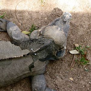 Rhinoceros Iguana