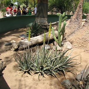 Rhinoceros Iguana Exhibit