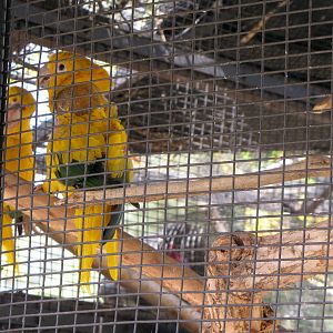 Golden Conures
