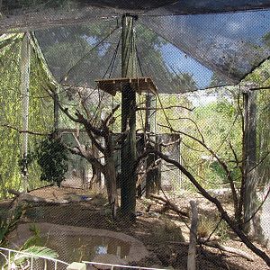 Spider Monkey Exhibit