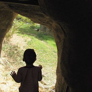 Andean Bear Viewing Window