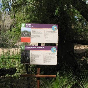 Rhea/Crested Screamer Exhibit