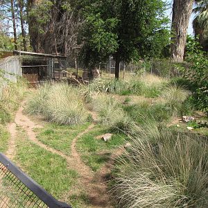Maned Wolf/Giant Anteater Mixed Exhibit