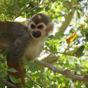 Squirrel Monkey