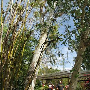 Leaping Squirrel Monkey - Monkey Village