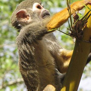 Squirrel Monkey