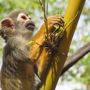 Squirrel Monkey