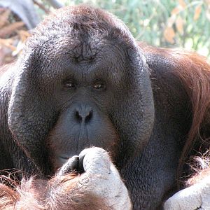 Male Orangutan