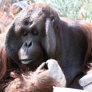Male Orangutan