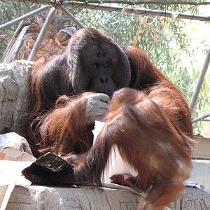 Male Orangutan Playing With Juvenile