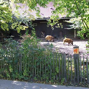 Red River Hog enclosure