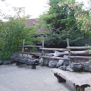 Red River Hog enclosure