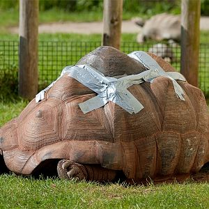 Aldabra Giant Tortoise