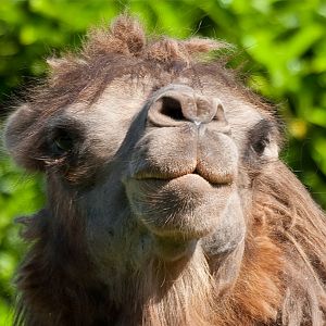 Bactrian Camel