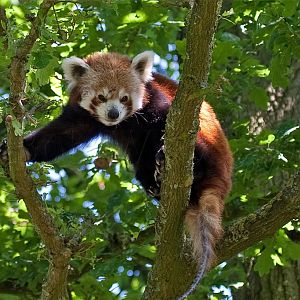 Red Panda