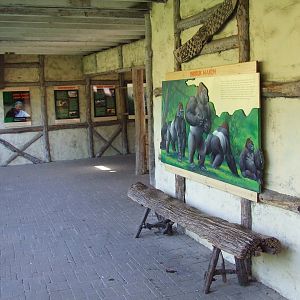 Gorilla viewing area, interior