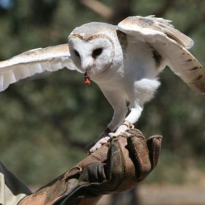 Barn Owl
