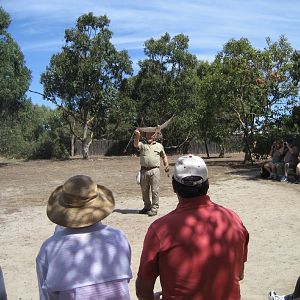 Nankeen Kestrel