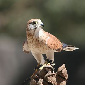 Nankeen Kestrel