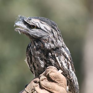 Tawny Frogmouth