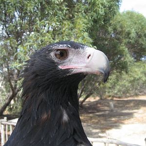 Wedgetail Eagle