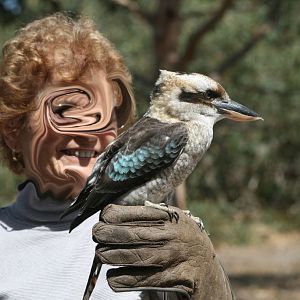 Kookaburra