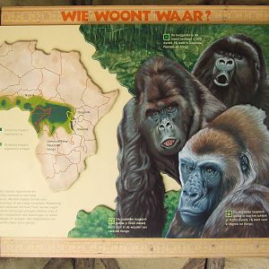 Gorilla viewing area, interior