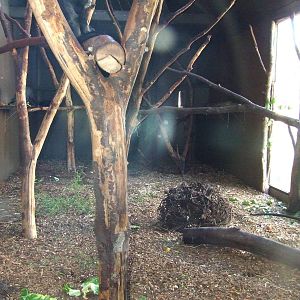 Greater Spot-nosed Monkey indoor exhibit
