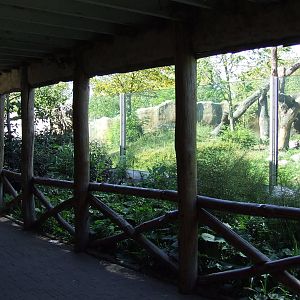 Gorilla viewing area